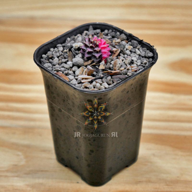 Kaktus Gymno Hybrida Varigata Dari Biji