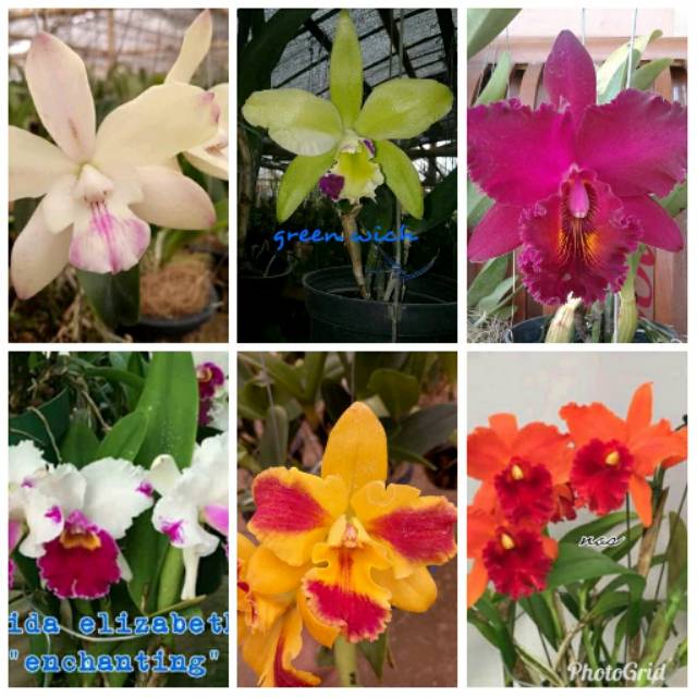 Anggrek cattleya remaja