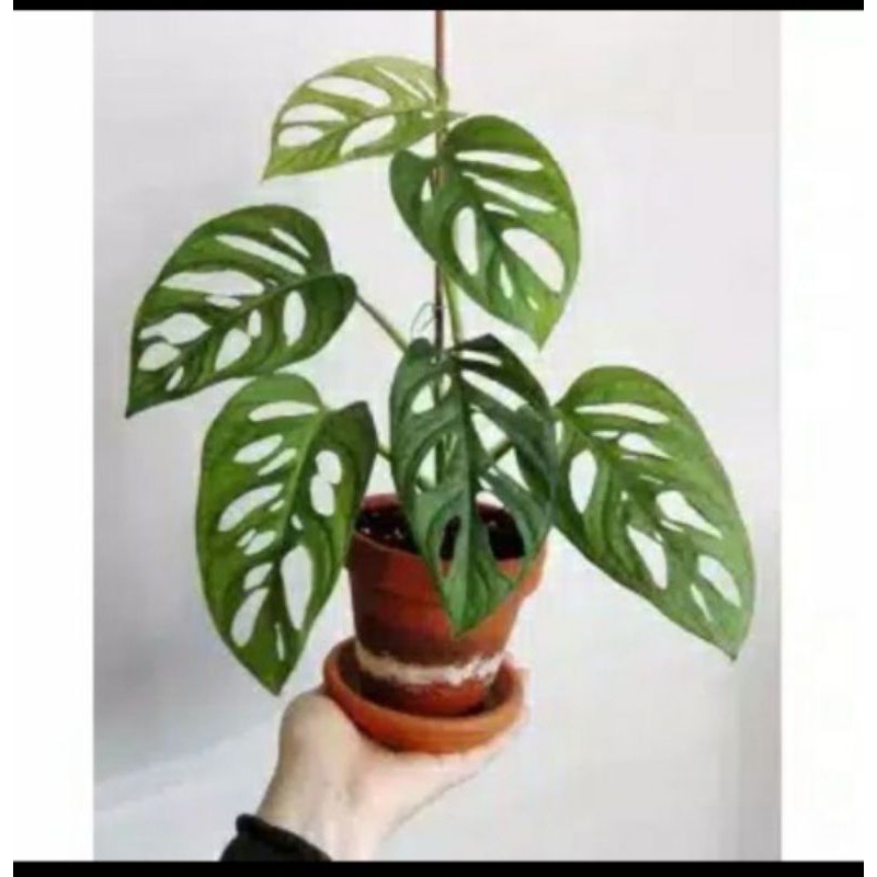 Monstera obliqua