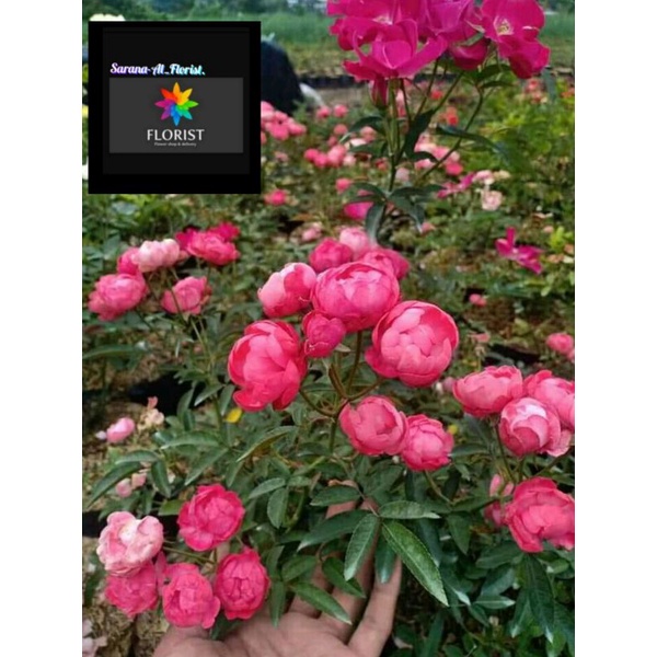 Mawar rambat beby ping mangkok/telur