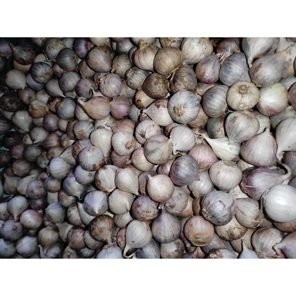 

Bawang Putih Tunggal Kiloan