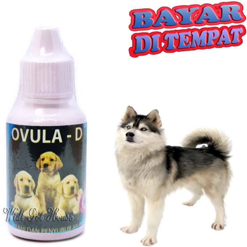 Vitamin Anjing OVULA D Obat Pelancar Kawin Penyubur Birahi