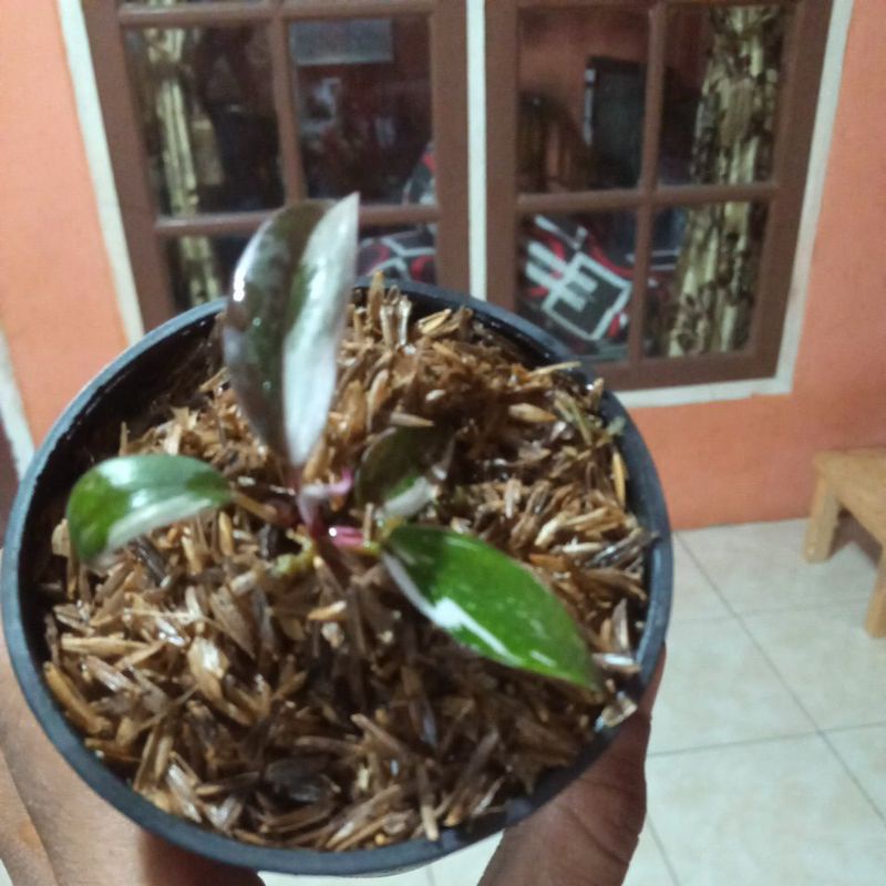 philodendron anderson