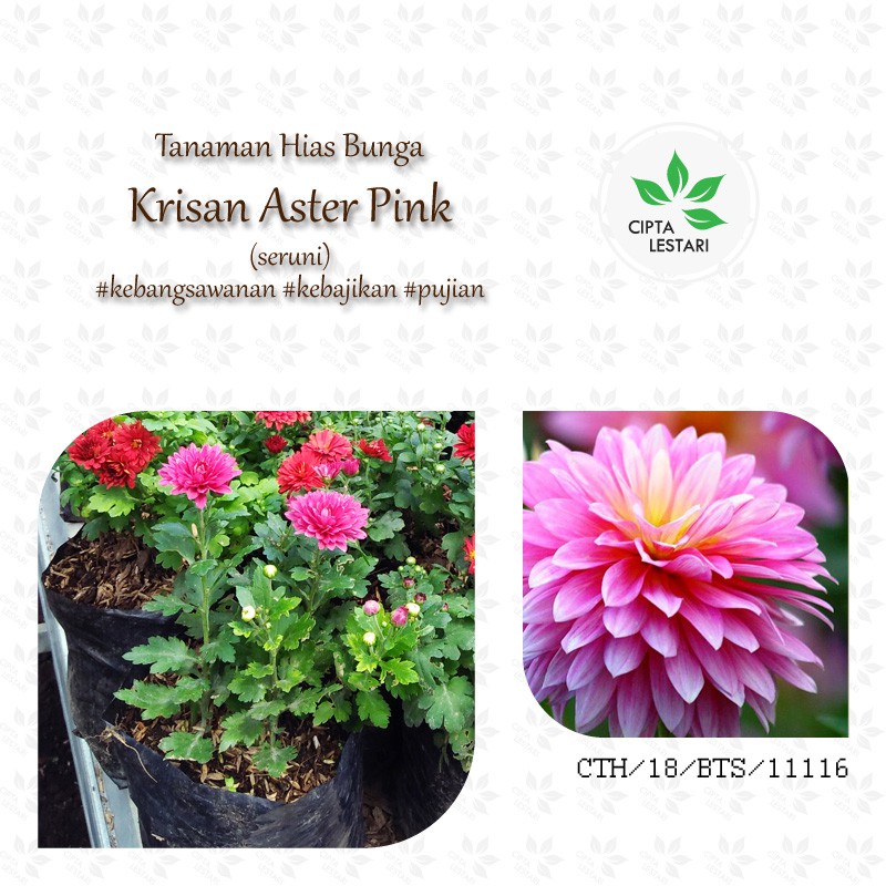 Bibit Tanaman Bunga Krisan Aster Pink Berbunga Shopee Indonesia