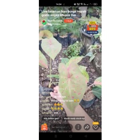 live kak bamspri97 keladi leopard 1, keladi infinity 2