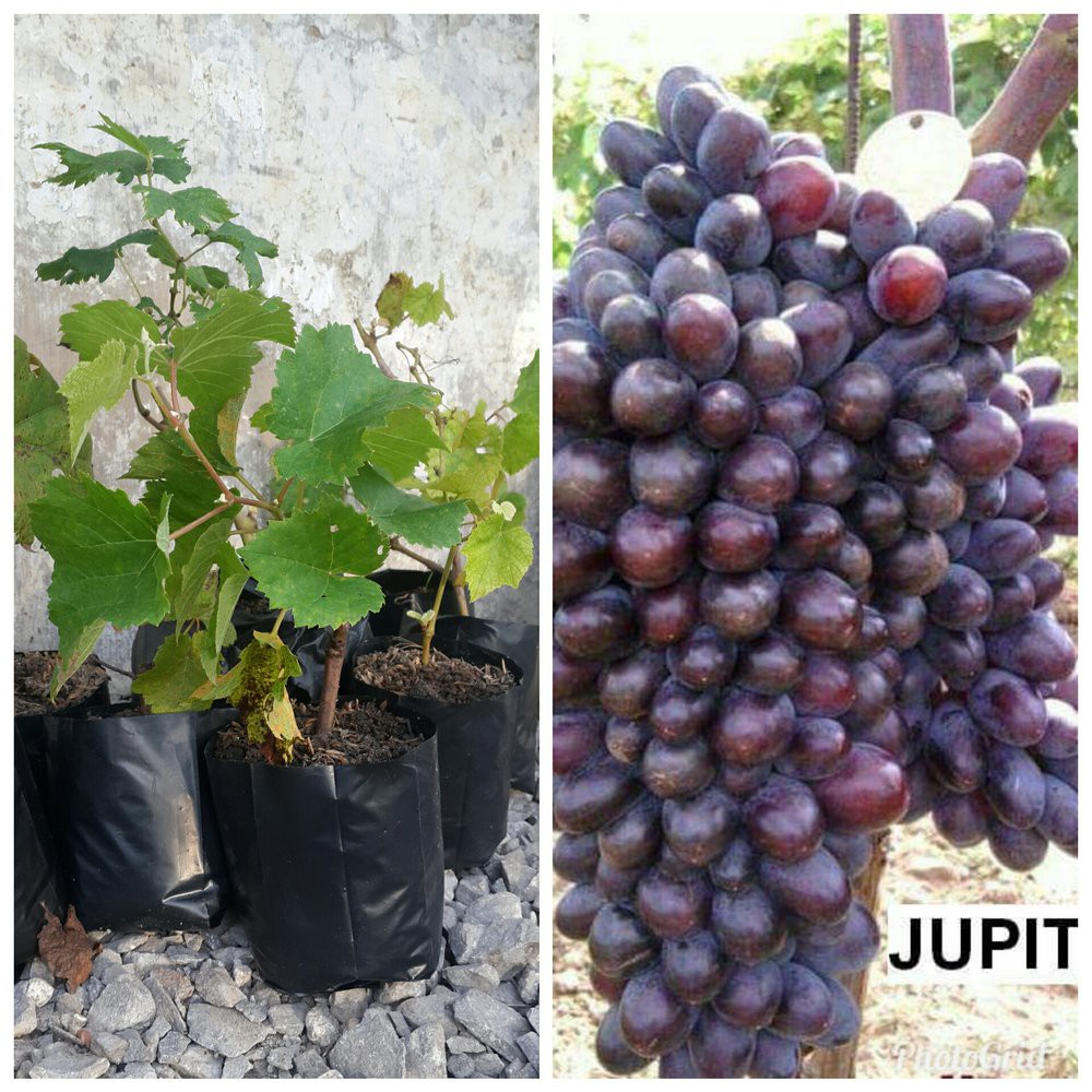 BIBIT ANGGUR IMPORT JUPITER SIAP BERBUAH