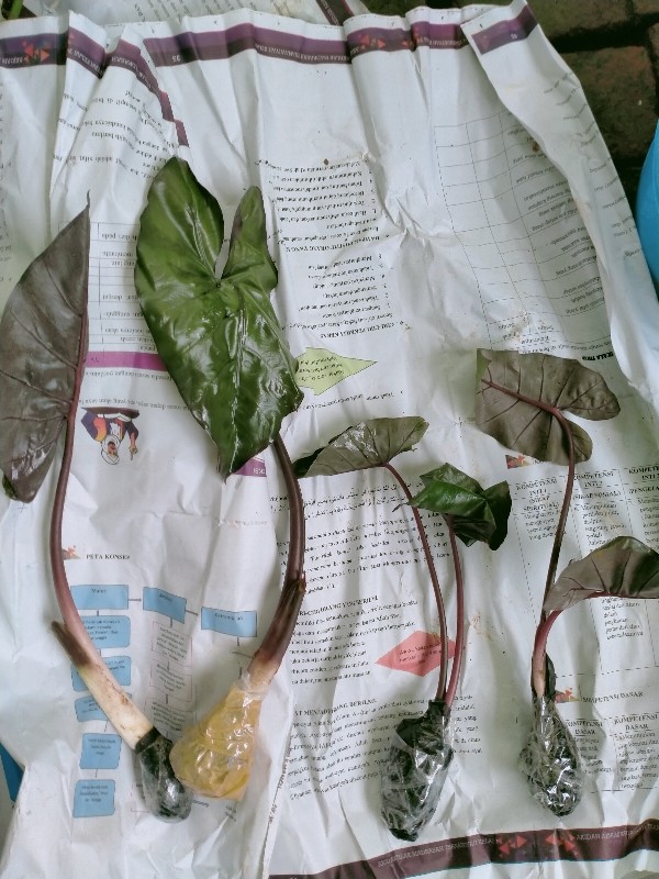 Tanaman Hias Keladi Hitam