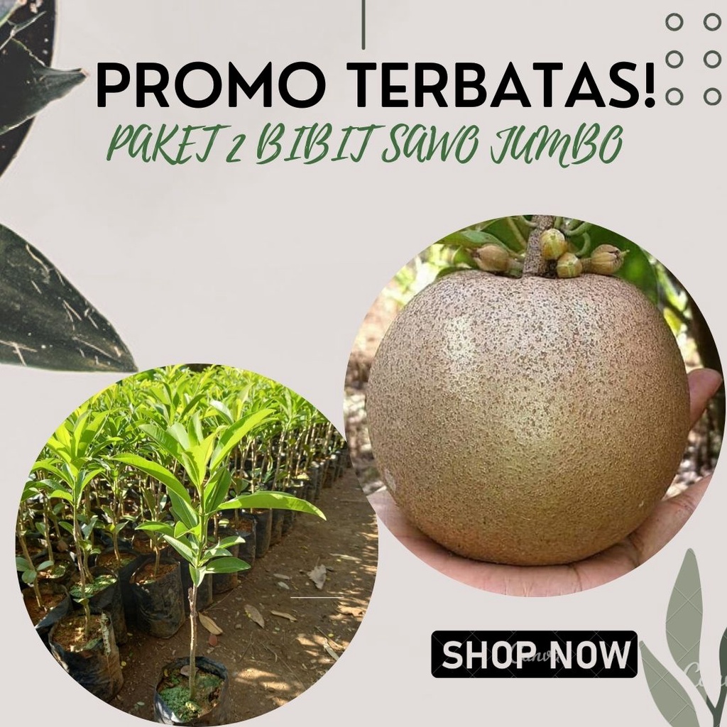 PROMO PAKET 2 BIBIT SAWO JUMBO OKULASI