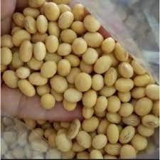 Benih kedelai 1kg