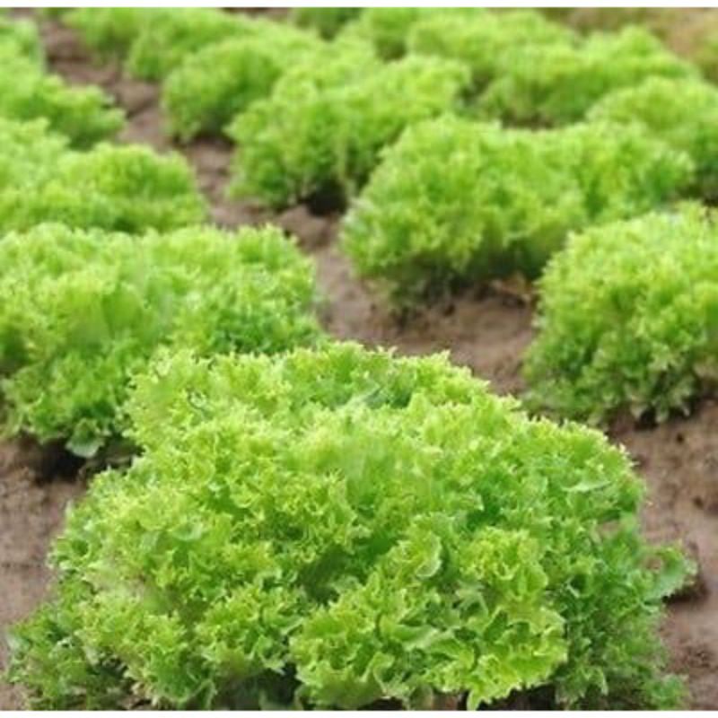 BENIH LETTUCE SALAD BOWL GREEN HAIRA SEED-SELADA KERITING BOWL GREEN