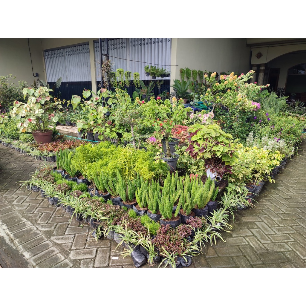 PHILODENDRON SPLENDID TANAMAN BUNGA PHILO TANAMAN HIDUP TANAMAN MURAH