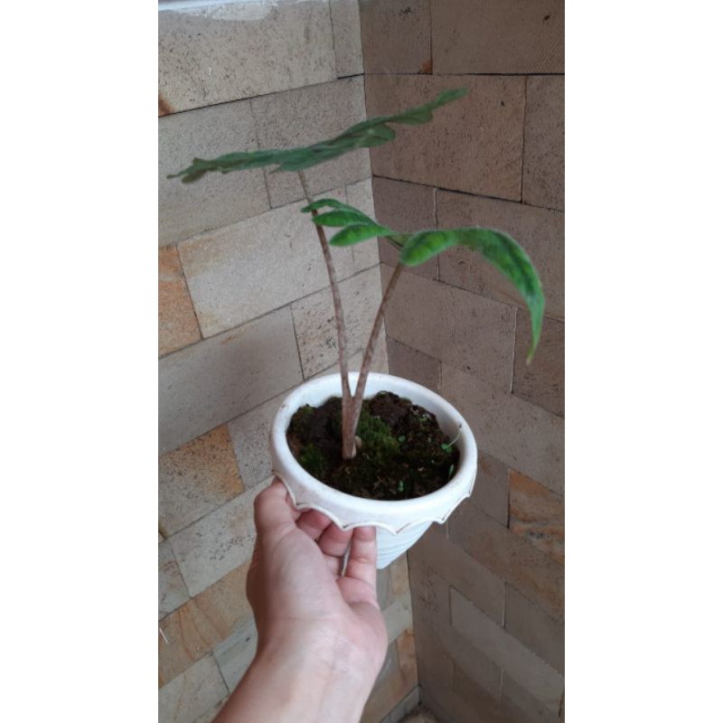 Alocasia Jacklyn 2 Daun Dewasa Real pic
