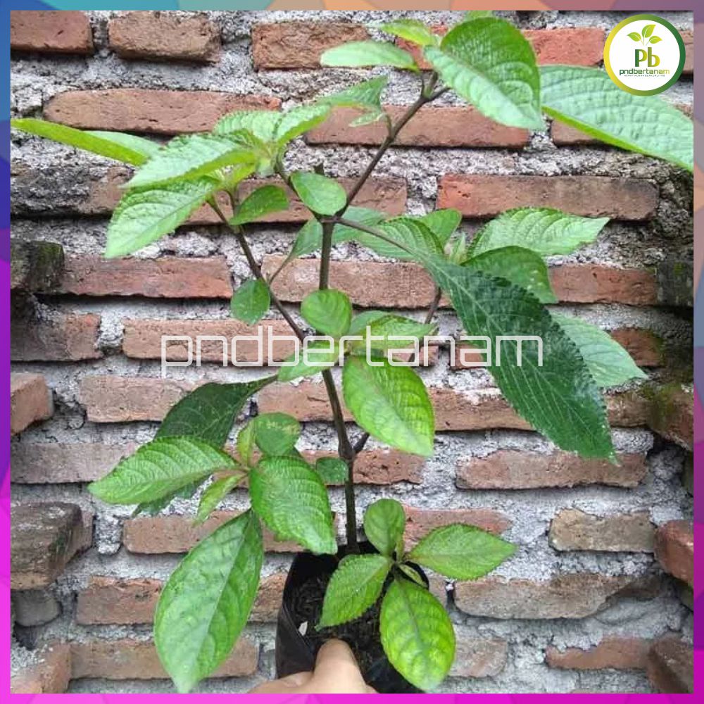 

HERBAL DAUN KEJI BELING SEGAR 100gr/PACK