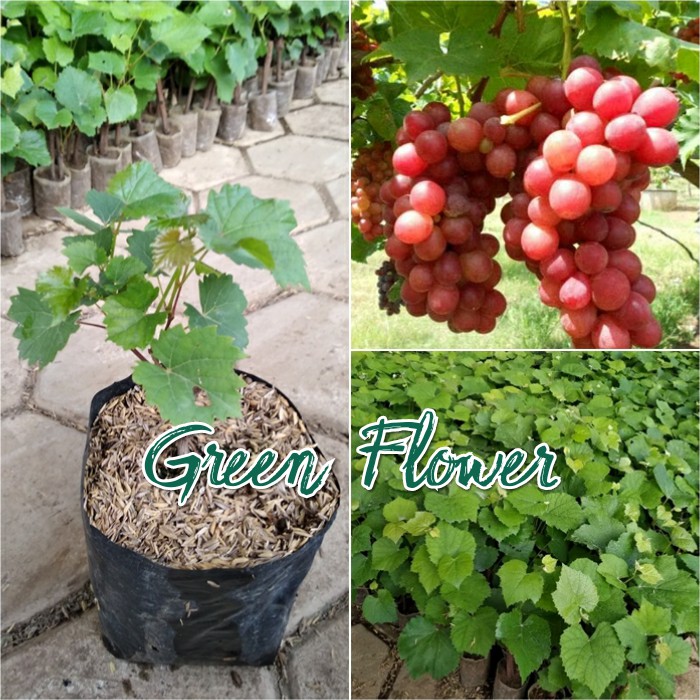 Bibit Anggur Merah Manis