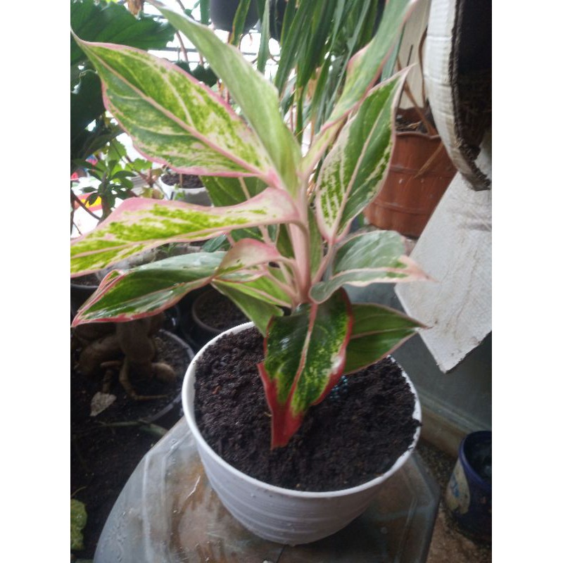 pohon hias aglonema lotus kw, aglonema lipstik