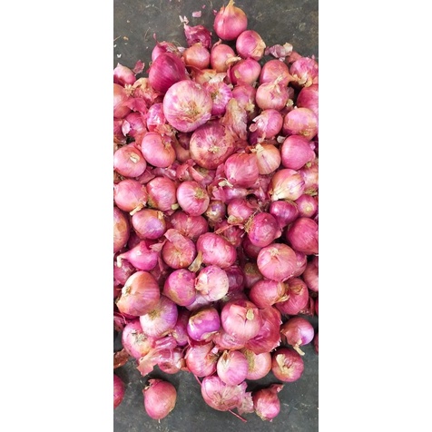 

Bawang Merah India