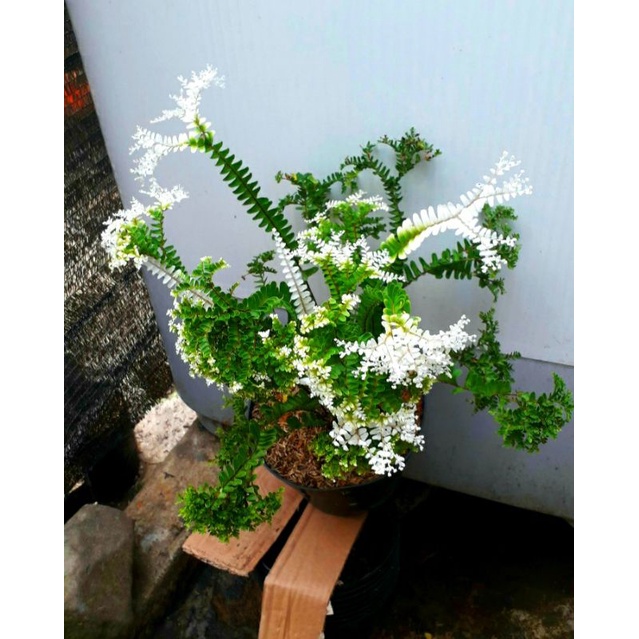 TANAMAN PAKIS/SUPLIR VARIEGATA TENTACLE 100% ori.