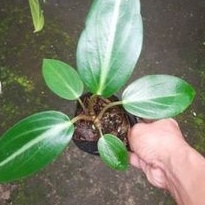 DIARY PETANI - Tanaman Hias Peperomia Molucosa