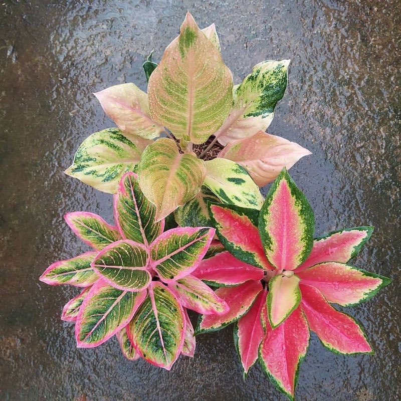 paket 3 bonggol aglonema