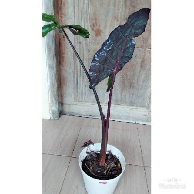 Sale Tanaman hias talas hitam / black sente / wulung / lompong