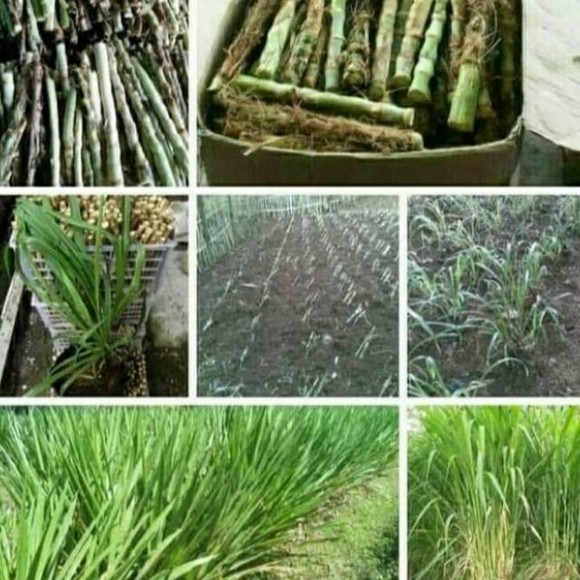 

Terlaris bibit odot per 50 Batang