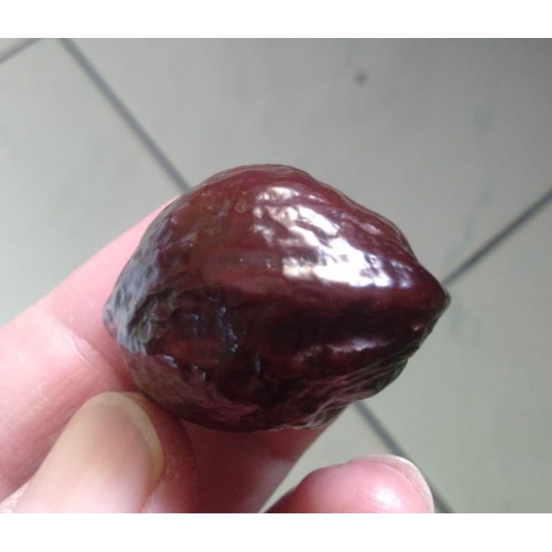 Muncang Adu Jalim Super Siap Adu