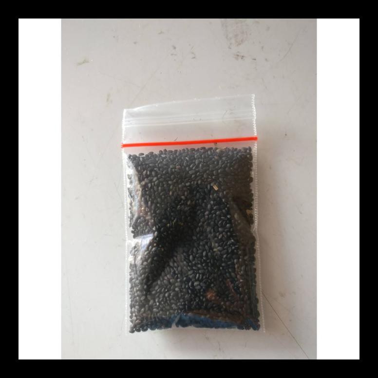 

NEW! BIJI SELASIH / BASIL SEED 1 KG IMPORT KUALITAS PREMIUM PALING MURAH