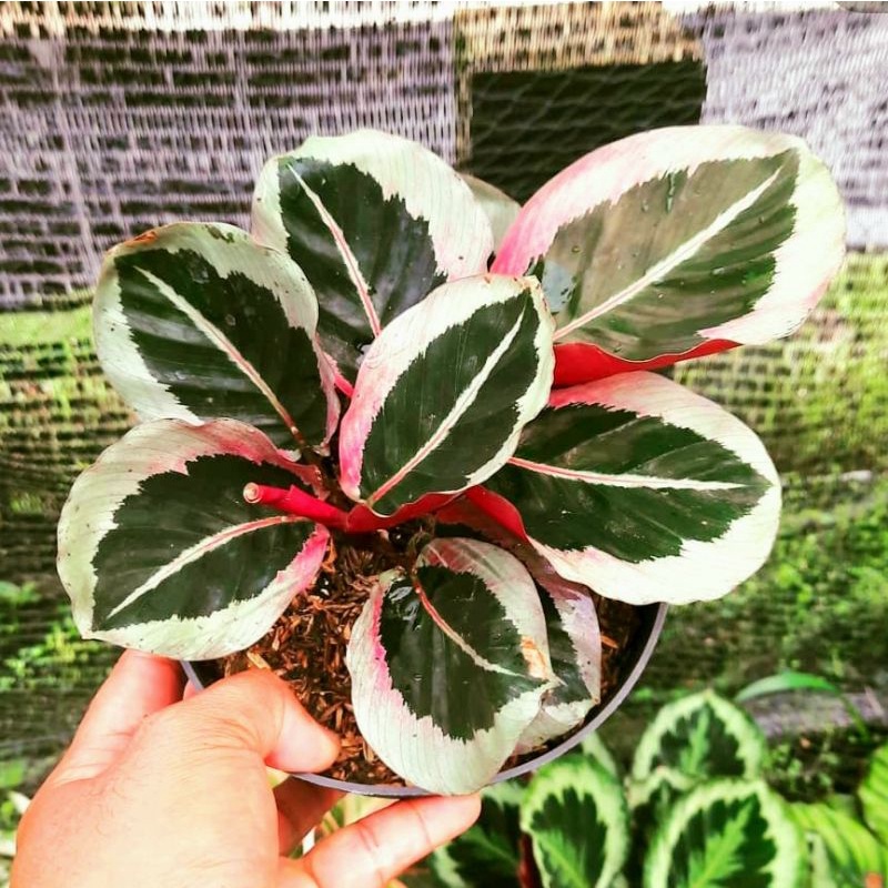 Calathea Cyntia / Calathea / Calathea crimson / calathea  orbifolia / Calathea / bunga Calathea / Ta