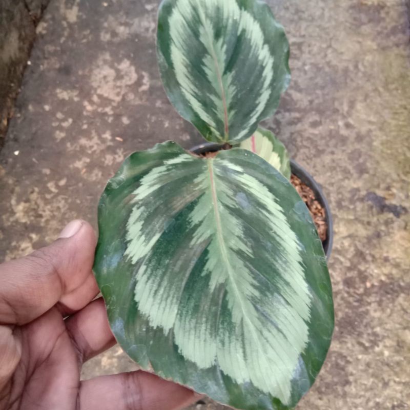Calathea Medalion V2