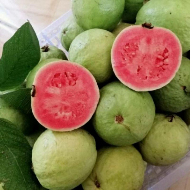 

jambu batu merah