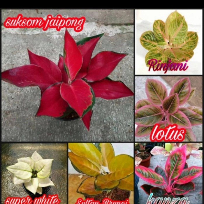 PROMO PAKET 6 BONGGOL/BENIH AGLONEMA SUKSOM JAIPONG,SUPER