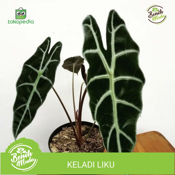 Tanaman Hias Keladi Amazon Keladi Liku Parasol Alocasia Amazonica Shopee Indonesia