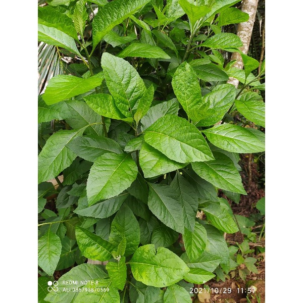 

daun sambung nyawa kualitas segar 500.GRM
