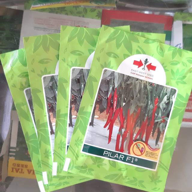 BENIH CABE BESAR HIBRIDA PILAR F1