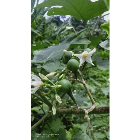 

Buah Takokak cepokak rimbang cokrak sayur lalapan
