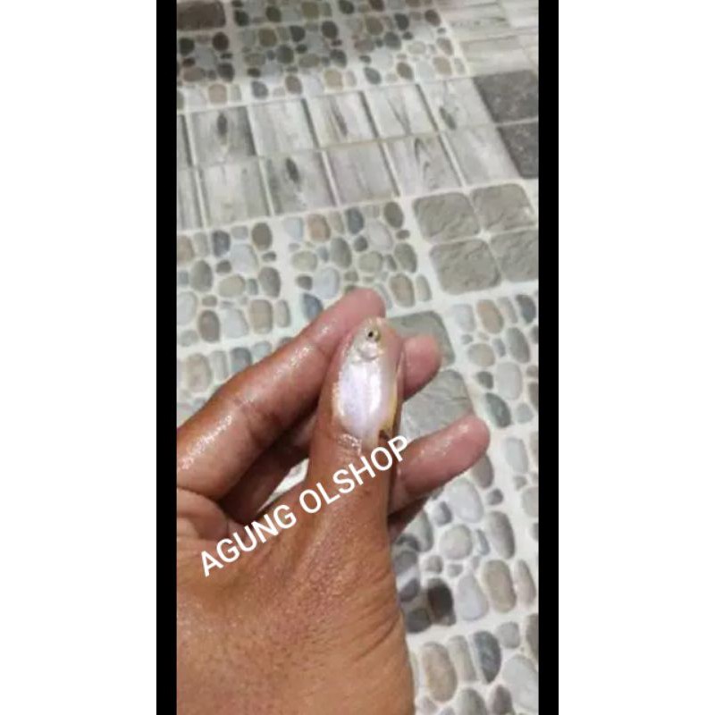 bibit ikan gurame padang UKURAN KOREK GAS