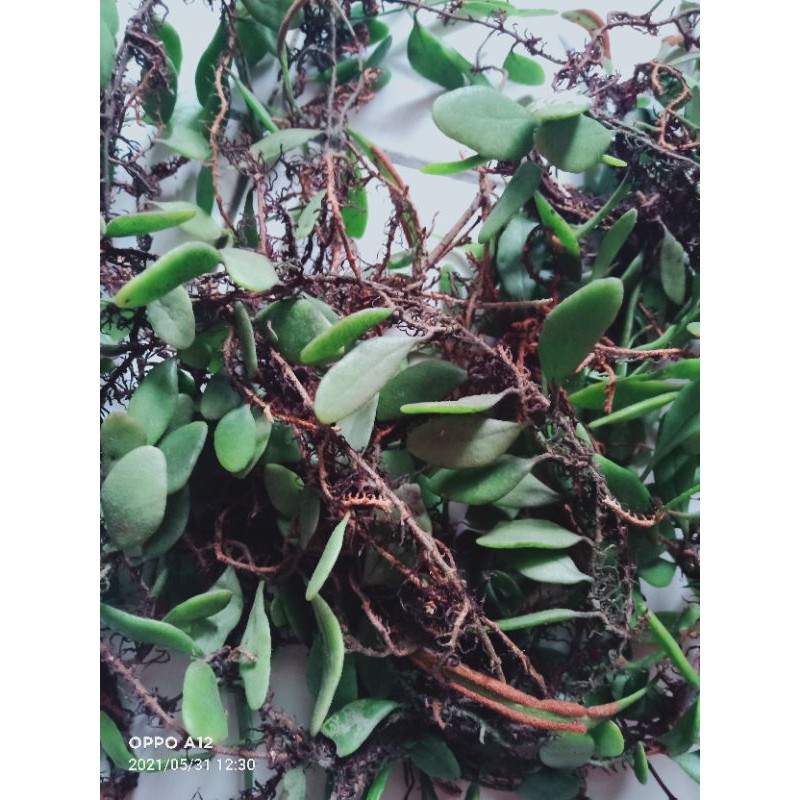 

Daun sisik naga atau picisan segar 500 gram