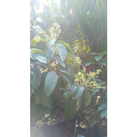 bibit alpukat Miki jumbo berbunga