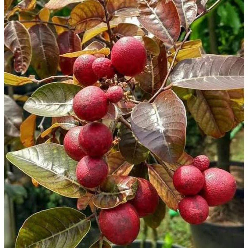 Bibit Buah Kelengkeng Merah [Bibit Berkualitas Unggul]