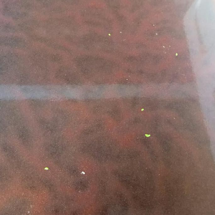 Dijual Kutu Air Pakan Ikan Cupang Terjarmin