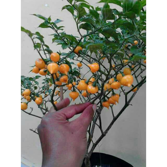 10 Benih asli f1 cabe hias unik yelow cupetinho