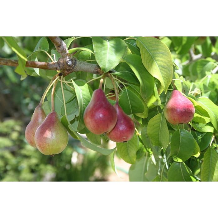 Biji Buah Pir Common Pear Import Grow Your Own Fruit - Bibit Tanaman Pohon Buah Pir - COD