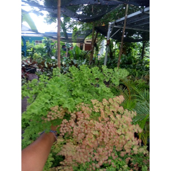 tanaman hias suplir rimbun