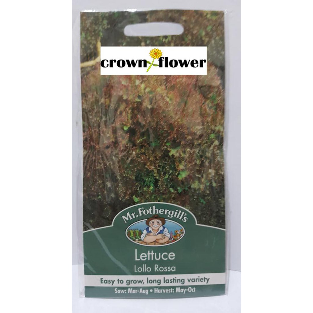 

Ini 1 Pack 750 Benih Selada Lettuce Lollo Rossa Mr.Fothergills Murah