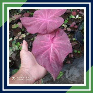 Srikandi Caladium Keladi Thailand Murah Tanaman Hias Keladi Kaladium Shopee Indonesia