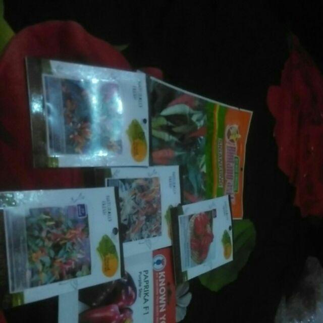 Benih-bibit Cabe Hias Uchu Cream (haira Seed)