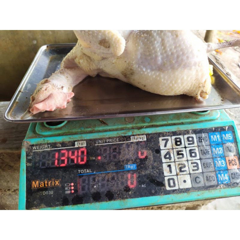 

ayam kampung 1000 gr murah banget