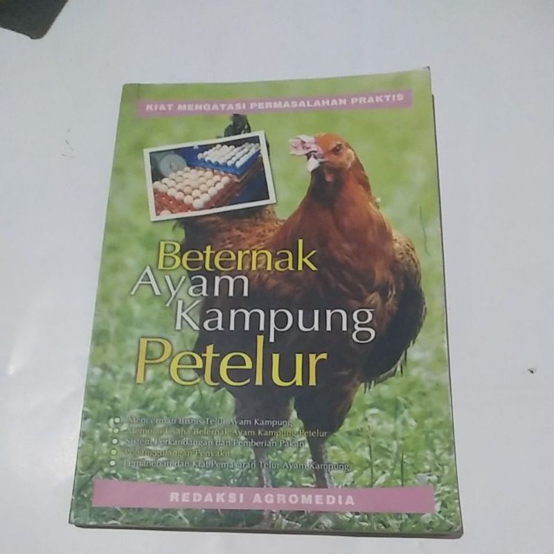 beternak ayam kampung petelur