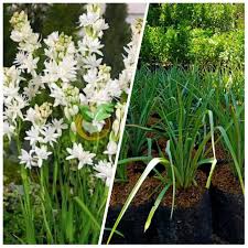 bibit bunga sedap malam # wangi