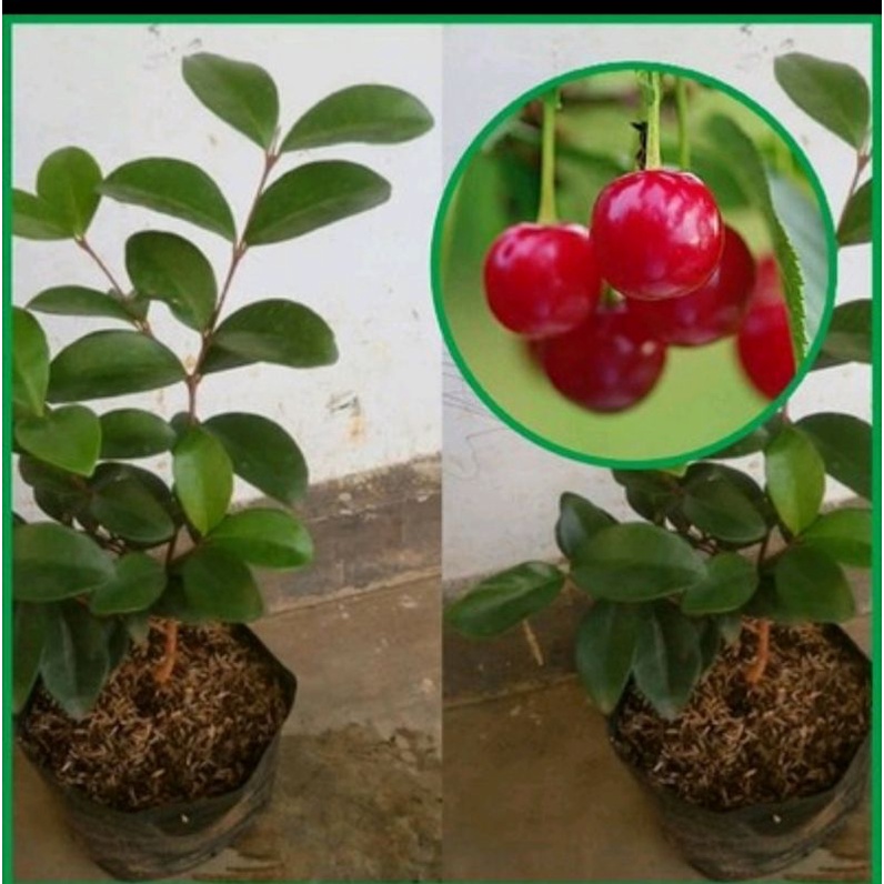 BIBIT TANAMAN BUAH CERRY VIETNAM / BARBADOS SIANCI CEPAT BERBUAH